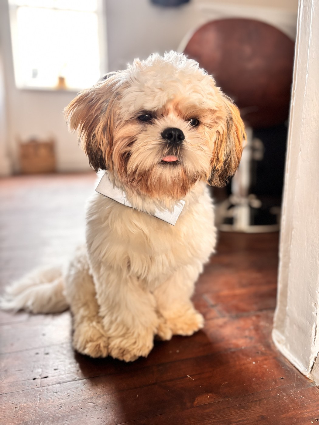 Henry the Shih Tzu, McKenna & Co Hair's resident studio dog
